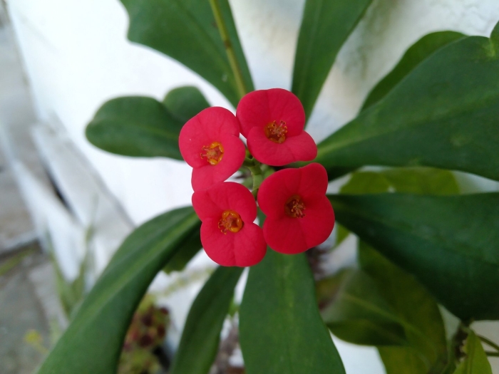 Эуфорбия молочай миля