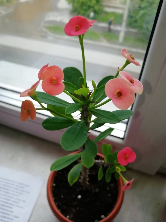 Молочай миля терновый венец комнатный