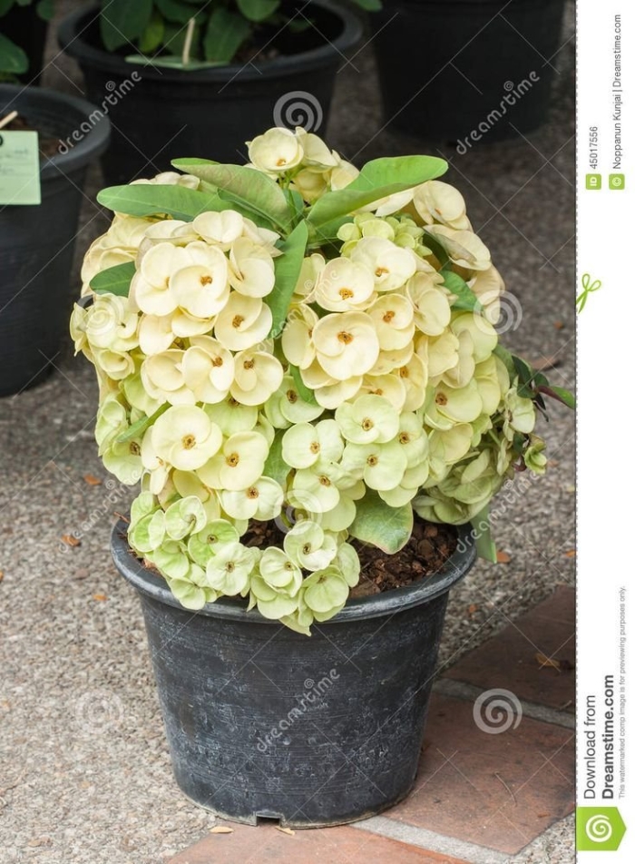 Euphorbia gottlebei