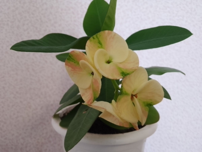 Комнатное растение молочай