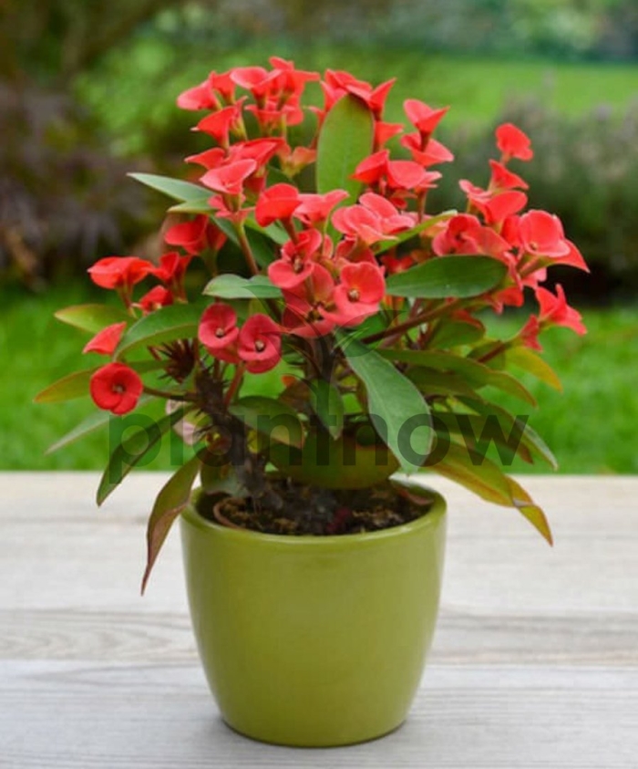 Euphorbia milii