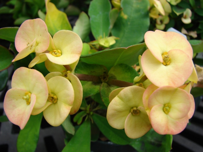 Euphorbia milii