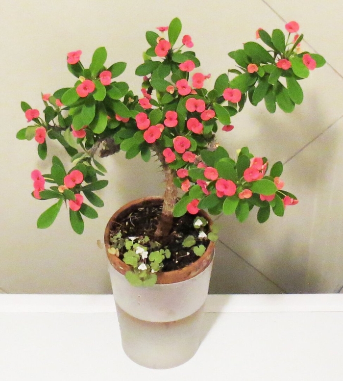 Молочай миля терновый венец комнатный