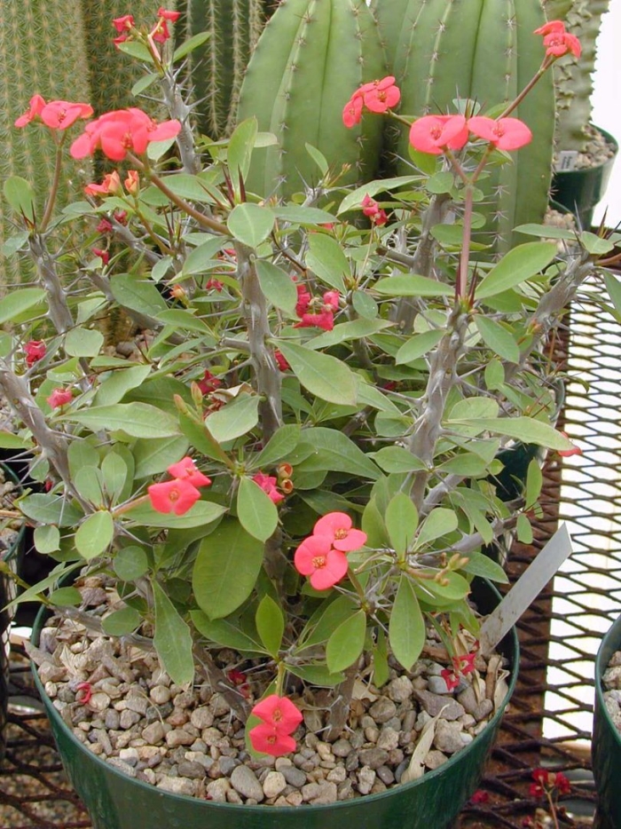 Euphorbia milii var splendens