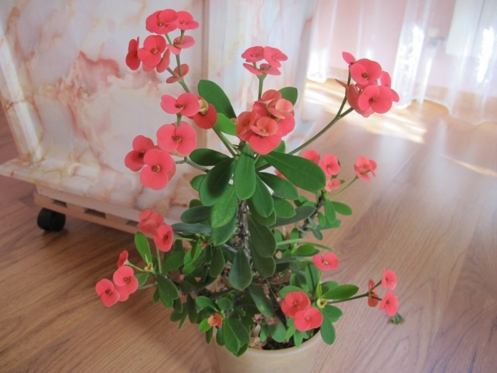 Миля молочай