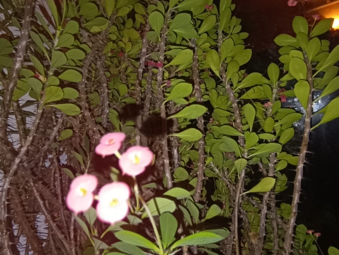 Цветок молочай миля