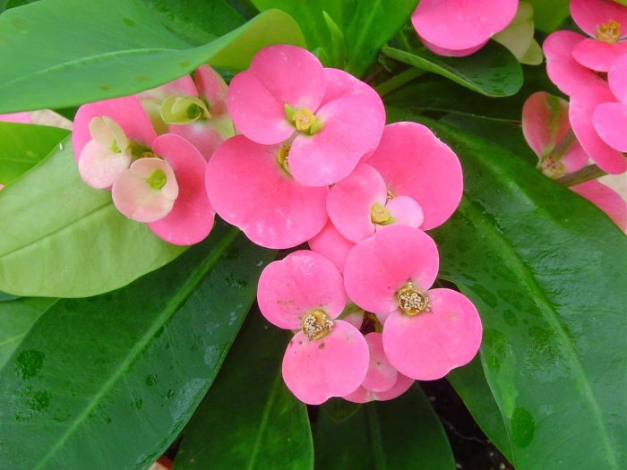 Молочай миля терновый венец