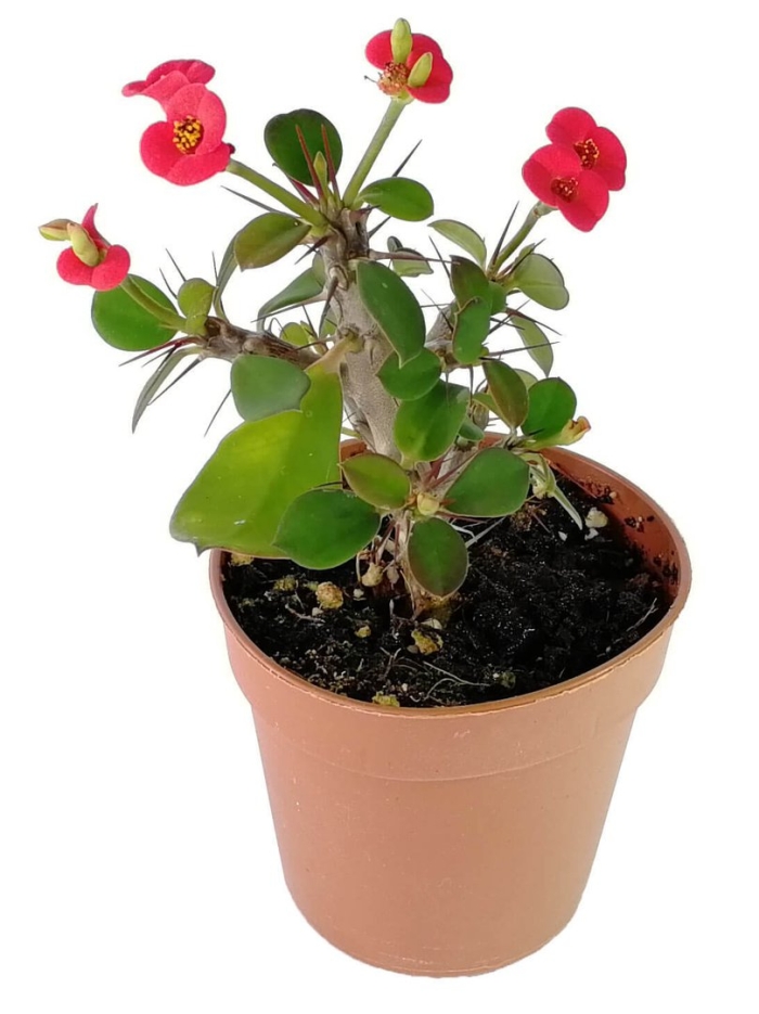 Эуфорбия молочай миля