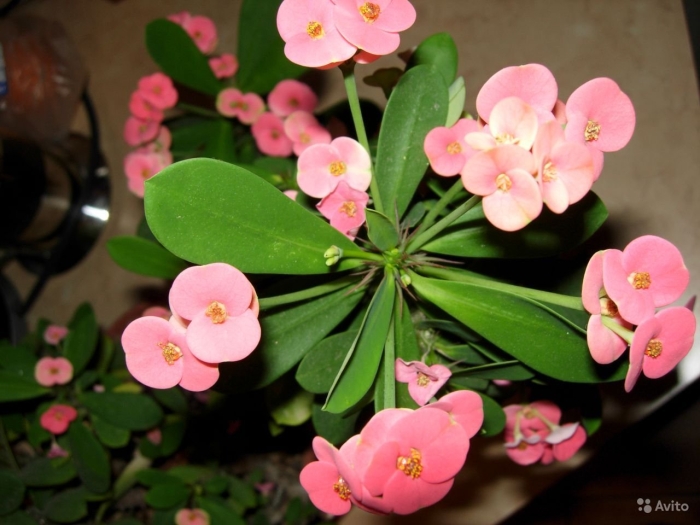 Миля молочай