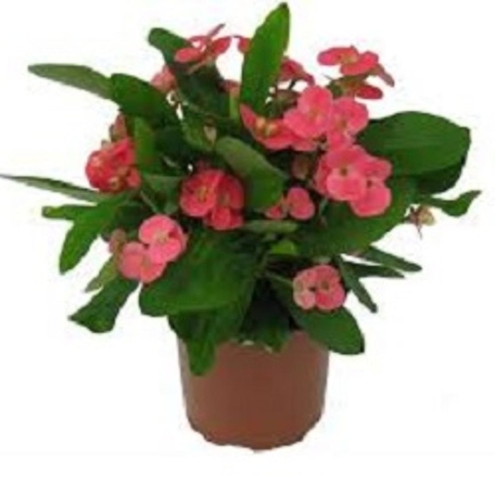 Еллоу пинк молочай миля