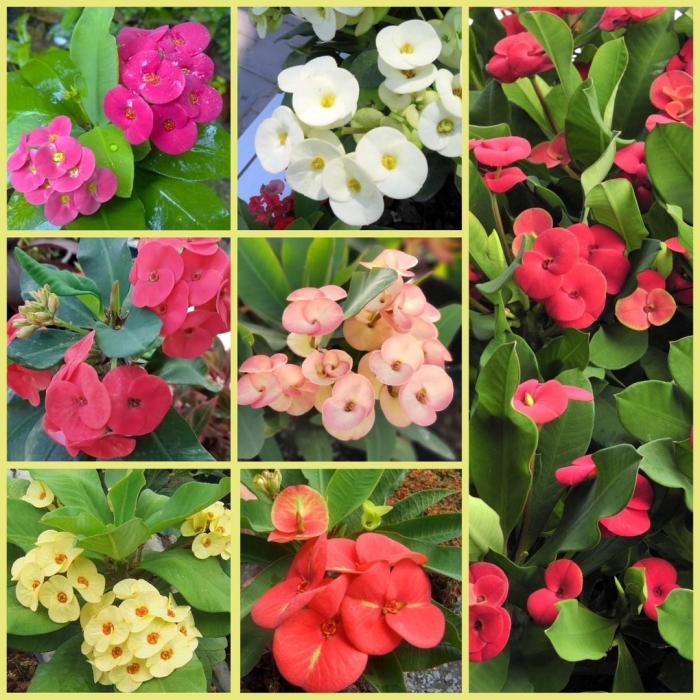 Молочай милиуса