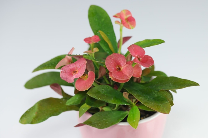 Молочай миля терновый венец комнатный