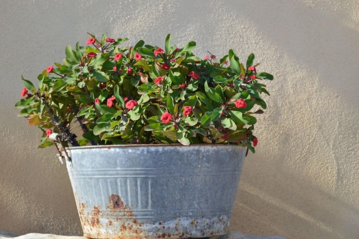 Молочай миля цветок