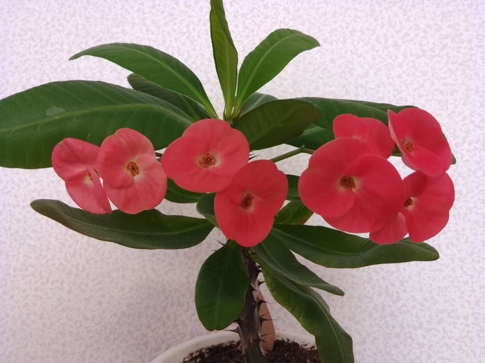 Комнатное растение молочай