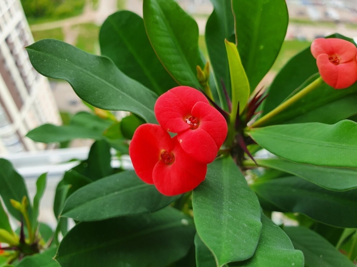 Молочай милли эуфорбия