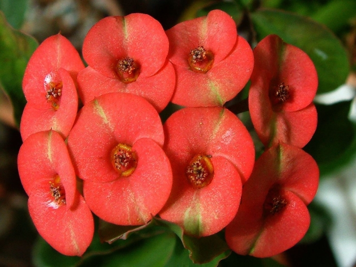 Эуфорбия молочай миля