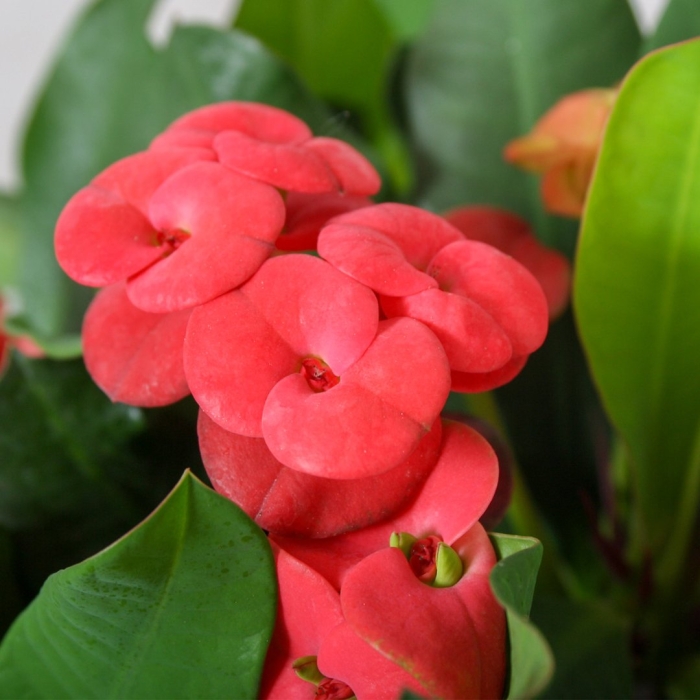 Эуфорбия цветок