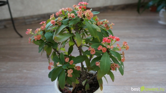 Цветок молочай миля