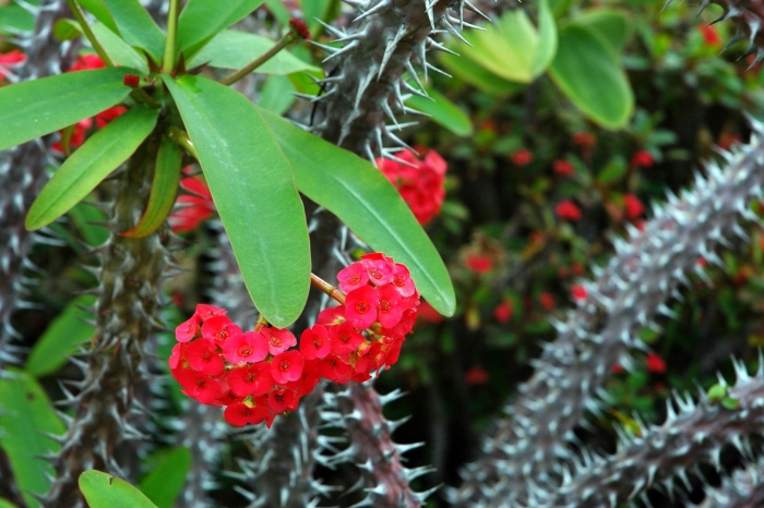 Молочай канарский