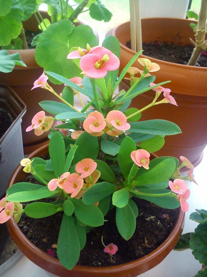 Комнатный молочай