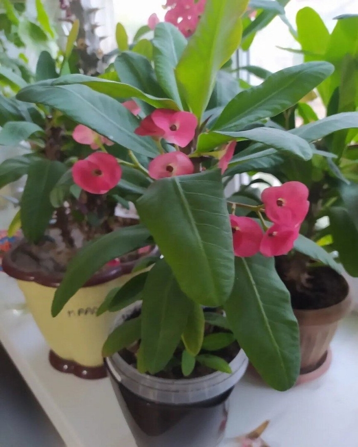 Молочай миля терновый венец комнатный