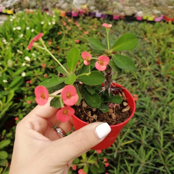 Молочай миля растение