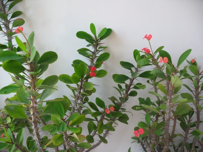 Цветок молочай миля комнатный