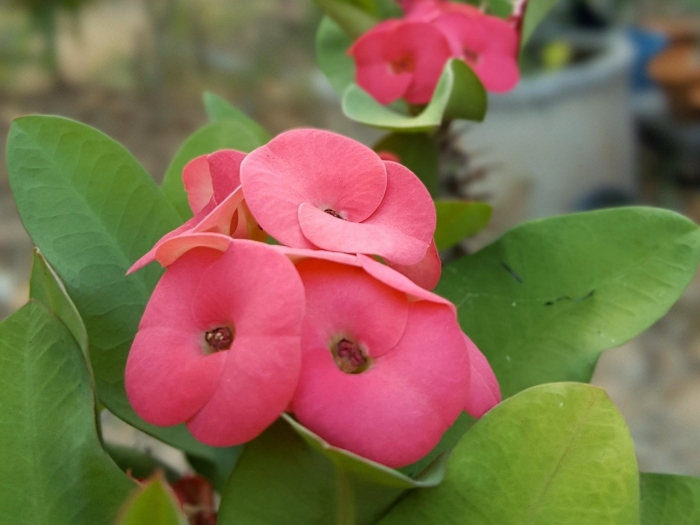 Миля молочай