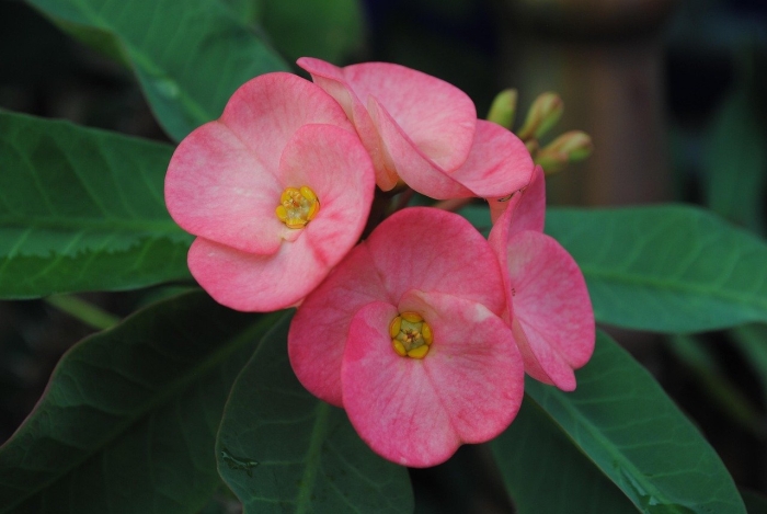 Цветок молочай миля