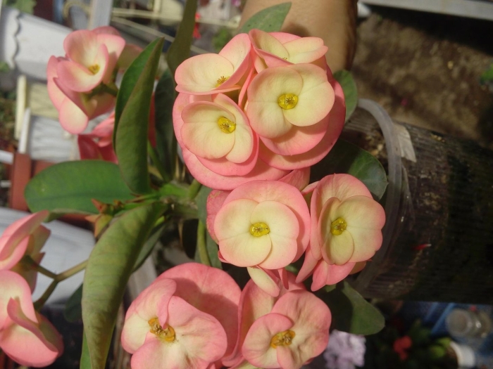 Молочай миля (euphorbia milii