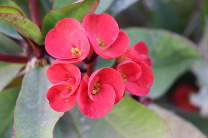 Молочай миля терновый венец