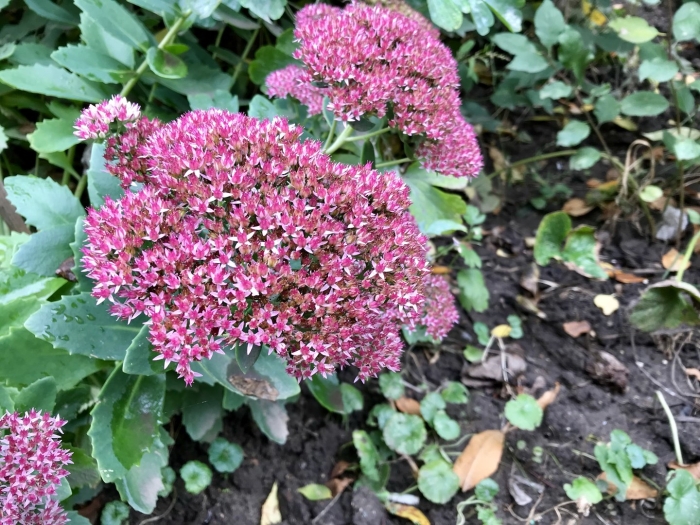 Очиток видный sedum spectabile