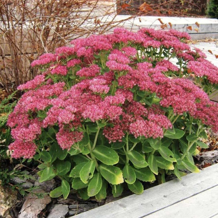 Очиток видный (sedum spectabile &#96;brilliant&#96;)