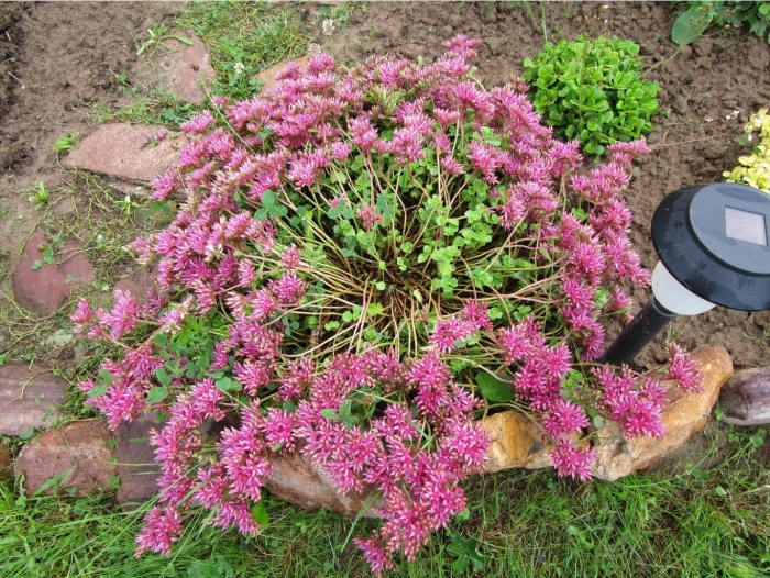 Очиток ложный roseum