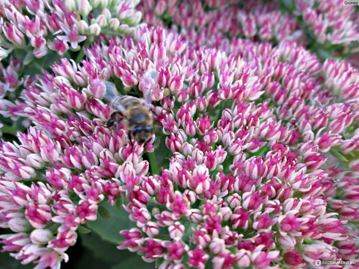 Седум черри траффл