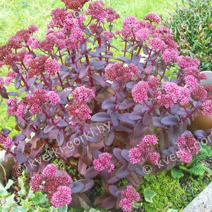 Очиток телефиум 'purple emperor'