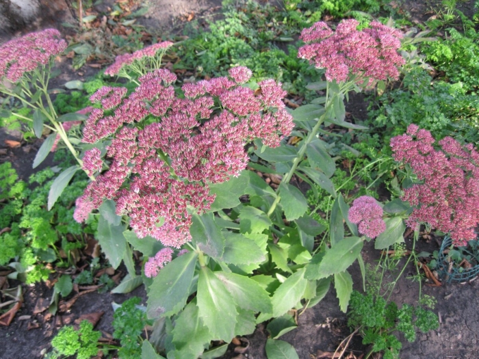 Очиток садовый многолетний