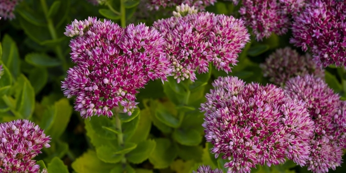 Очиток видный sedum spectabile