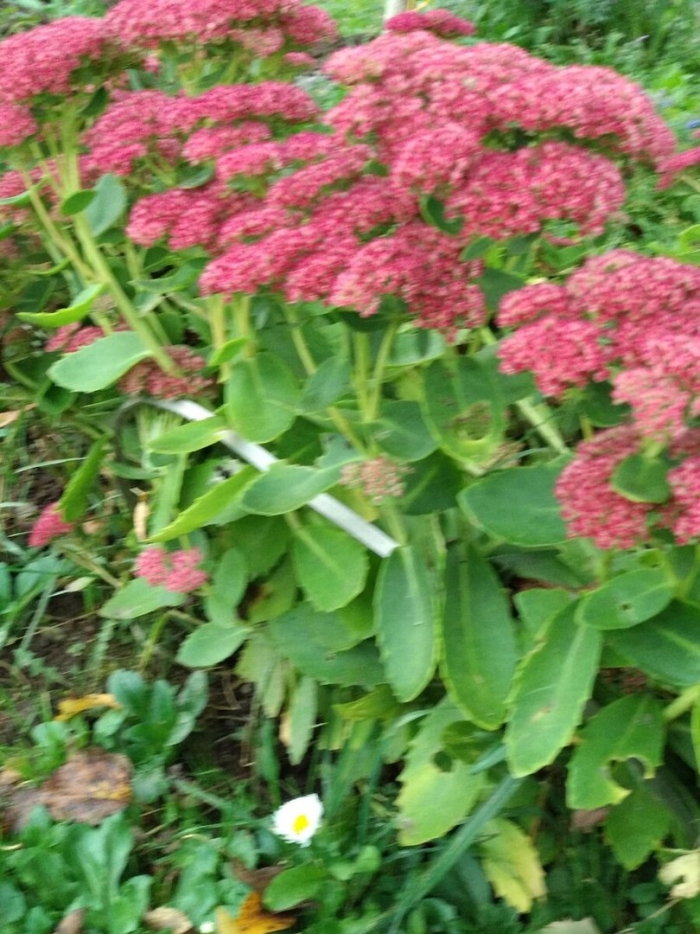 Очиток видный