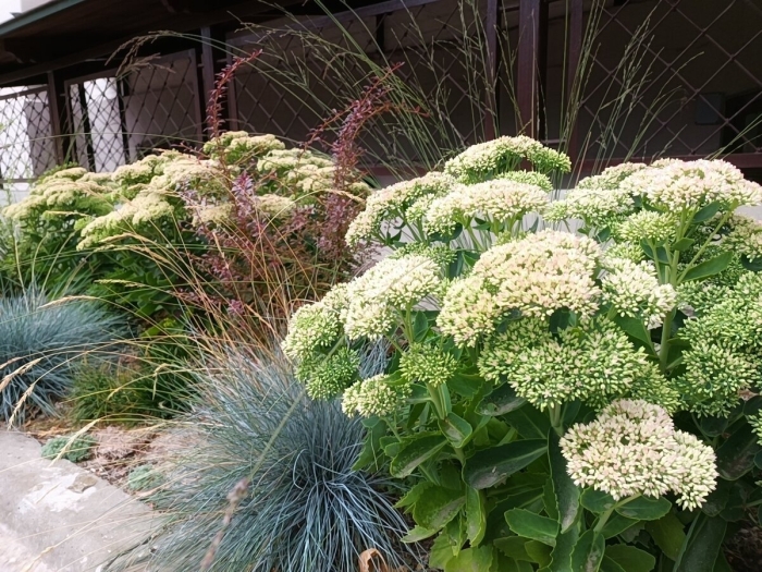 Очиток видный матрона