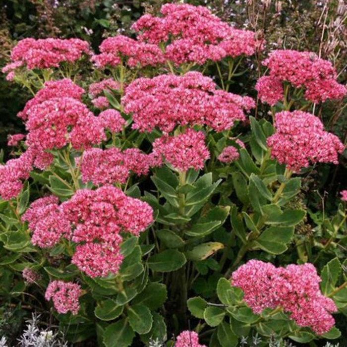 Седум телефиум хербштфройде