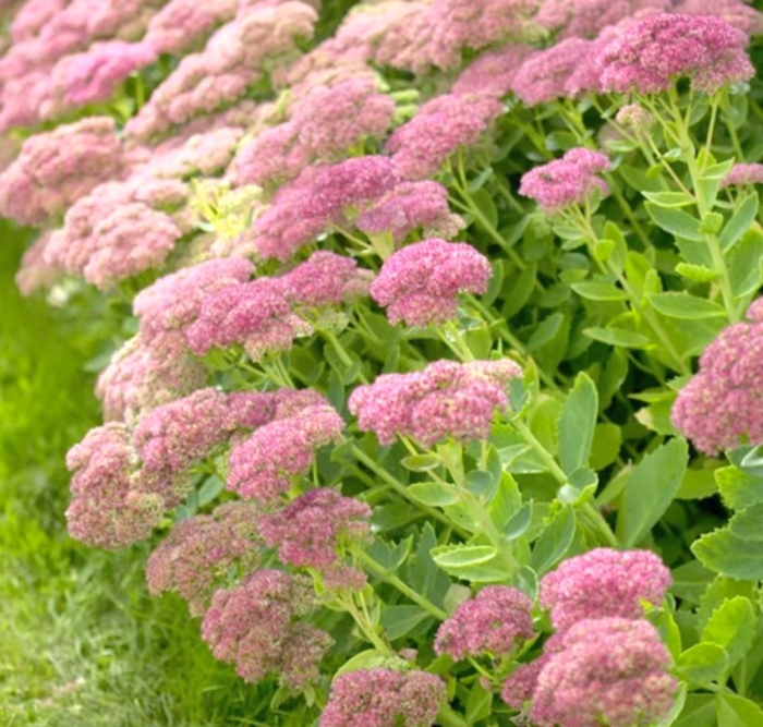 Седум очиток