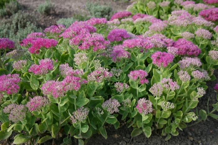 Очиток миддендорфа