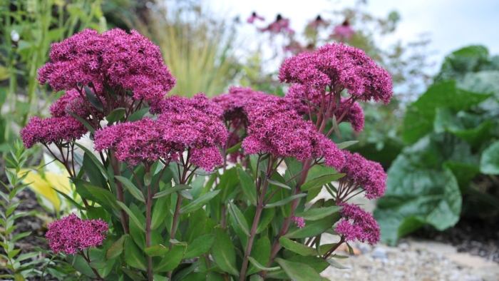 Очиток видный mr. goodbud