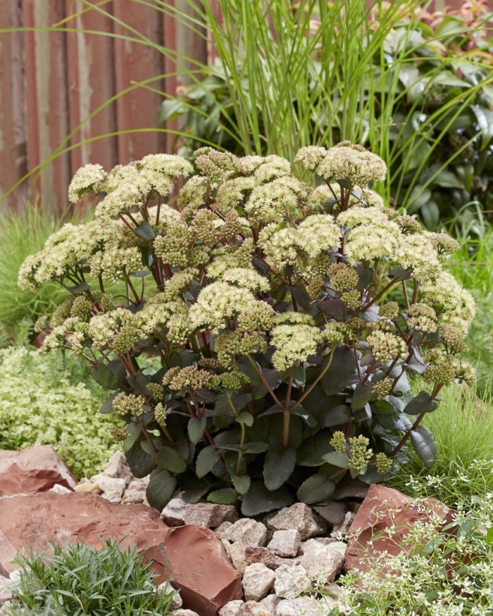 Очиток (седум) матрона