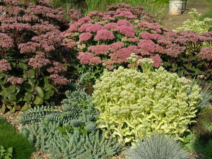 Очиток в саду