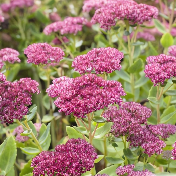 Седум видный «herbstfreude»