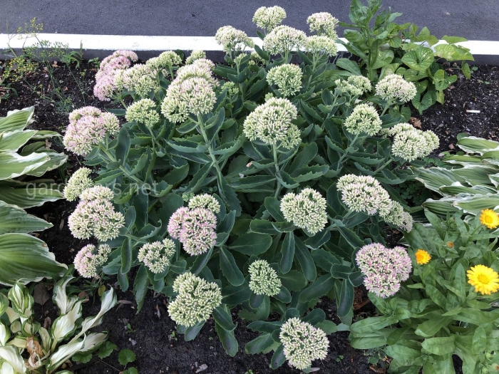 Хоста киви сперминт