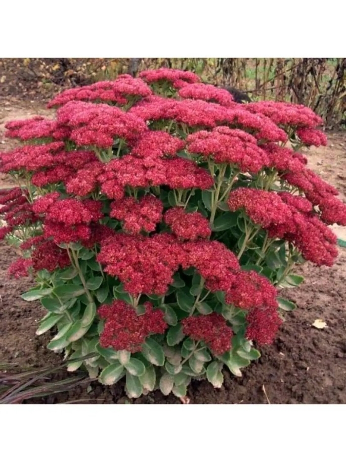 Седум herbstfreude