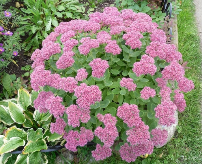 Очиток очитковидный